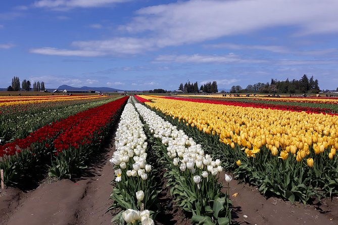 Tulip Festival and Skagit Valley Tour - Tulip Town: a livelier farm visit