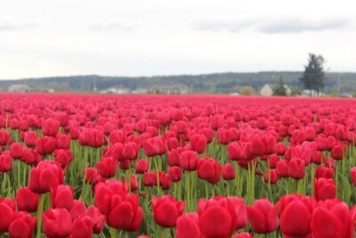 Tulip Festival at Skagit Valley ,La Conner and Deception Pass