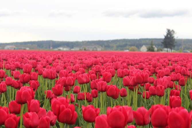 Tulip Festival at Skagit Valley ,La Conner and Deception Pass - La Conner brings boats, shops, and lunch by the channel