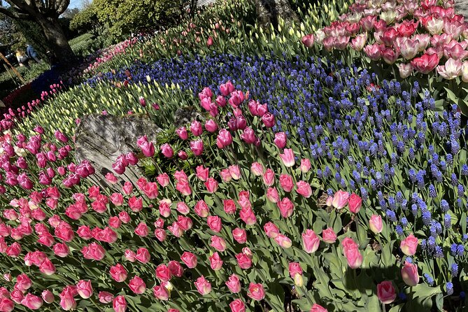 Tulip Festival in Skagit Valley Tour from Seattle - Roozengaarde: the main flower stop