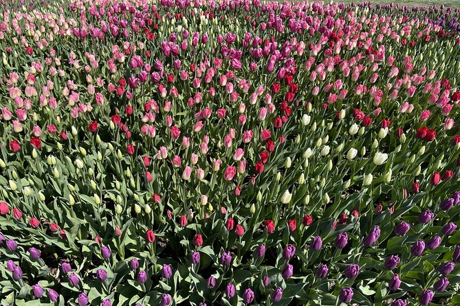 Tulip Festival in Skagit Valley Tour from Seattle - Tulip Town adds food and photo options