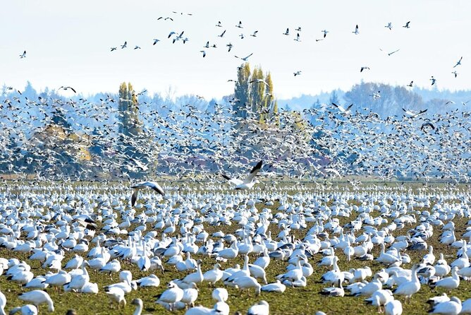 Tulip Festival in Skagit Valley Tour from Seattle - La Conner gives the day a slower middle