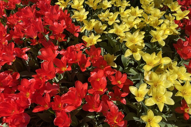 Tulip Festival in Skagit Valley Tour from Seattle - What the guides add to the day