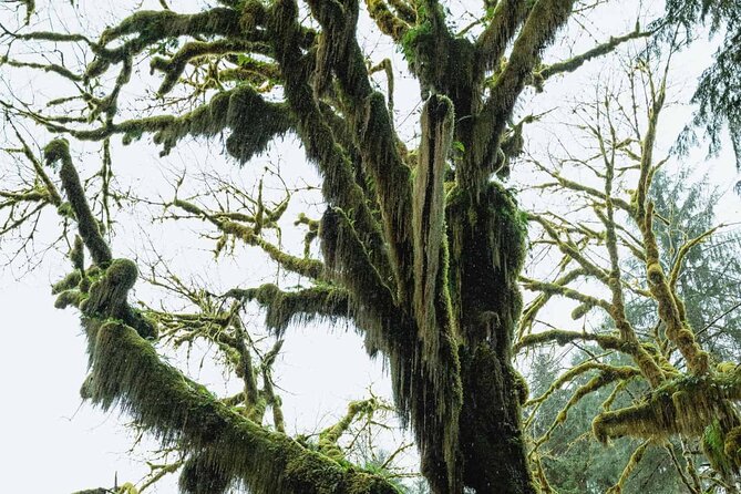 Twilight Forks Washington Tour - A full day from Seattle to Forks