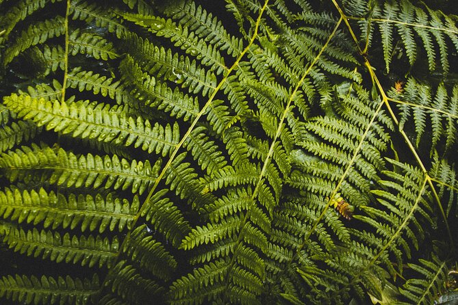 Visit Snoqualmie and Hike to Twin Falls (Transportation included) - What the Small Group Adds
