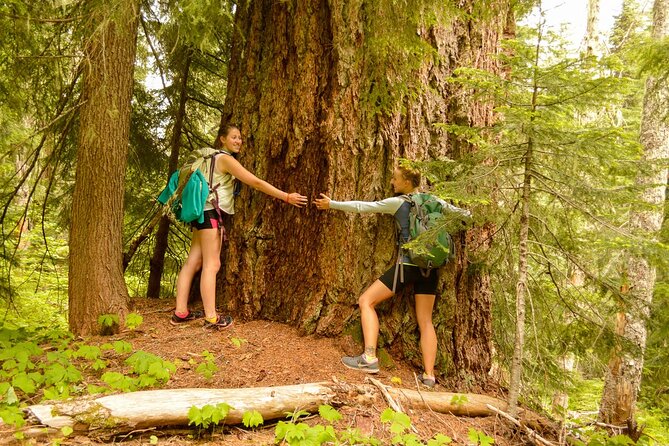 Visit Snoqualmie waterfall and an old forest (Transport Included) - Key points to know before you book