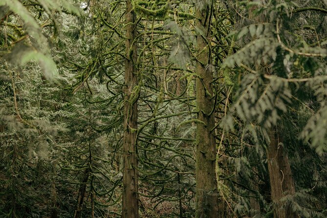 Visit Snoqualmie waterfall and an old forest (Transport Included) - Why this outing works well from Seattle