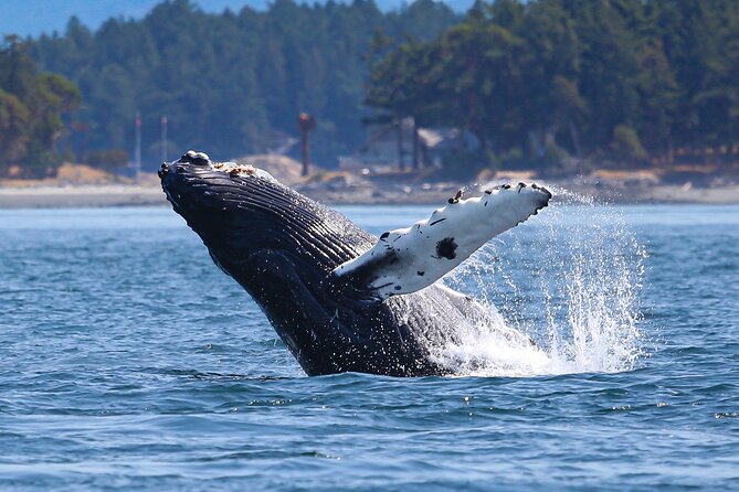 Whale Watching + Deception Pass Tour from Seattle - Anacortes and the three-hour whale watch