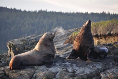 Whale Watching + Deception Pass Tour from Seattle