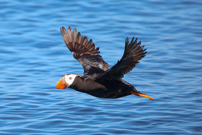 Whale Watching + Deception Pass Tour from Seattle - Why the small van group matters