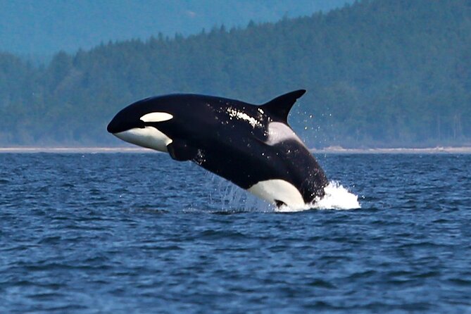 Whale Watching + Deception Pass Tour from Seattle - What the day costs in time and energy