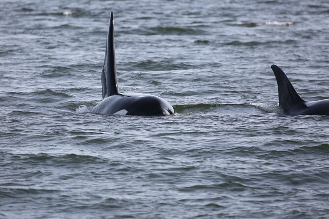 Whale Watching + Deception Pass Tour from Seattle - Weather, wildlife, and what to pack