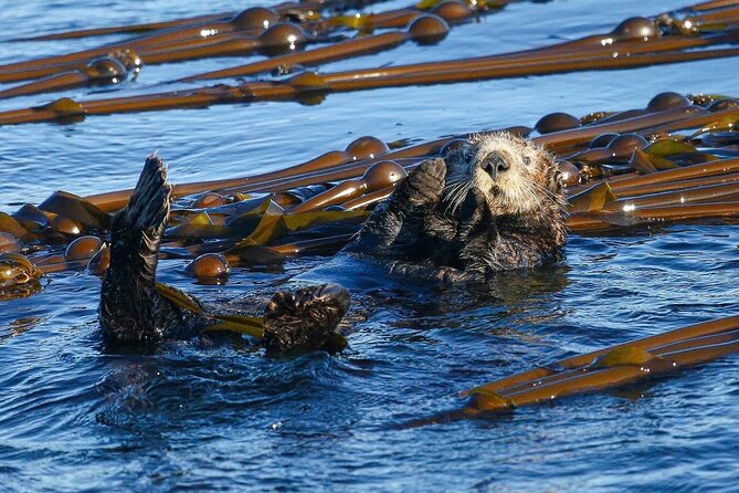 Whale Watching + Deception Pass Tour from Seattle - Who will enjoy this tour most