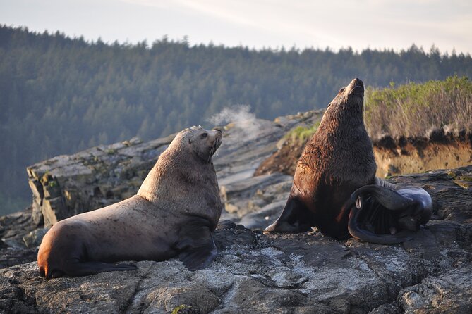 Whale Watching + Deception Pass Tour from Seattle - A picnic lunch that earns its place in the day