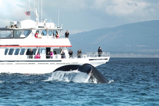 Whale Watching from Friday Harbor - Key points before you book
