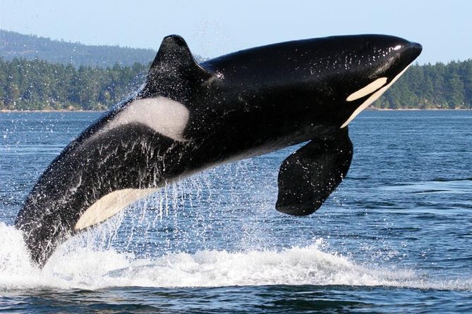 Whale Watching from Friday Harbor - Orcas, humpbacks, and the wildlife mix