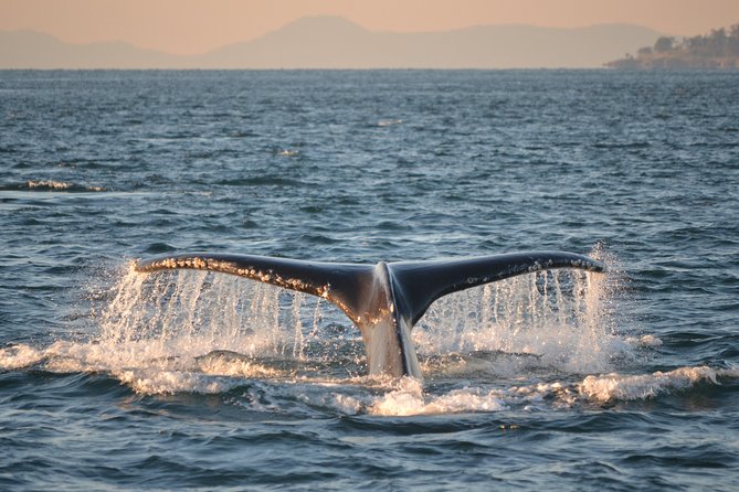 Whale Watching from Friday Harbor - Is $135 a fair price?