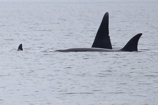 Whale Watching Tour from Anacortes - Key points to know before you book