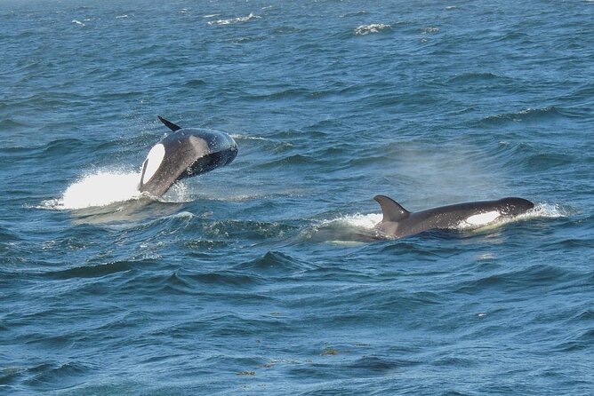 Whale Watching Tour from Anacortes - Searching the San Juan Islands for orcas