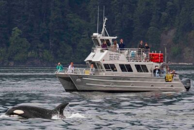 Whale Watching Tour from Anacortes