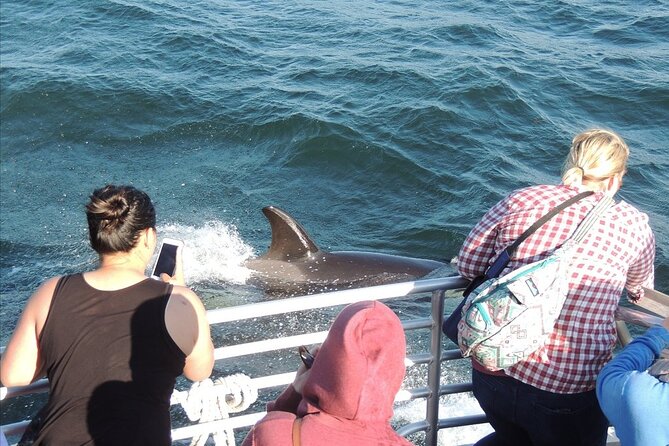 Whale Watching Tour from Anacortes - Humpbacks, gray whales, and the rest of the cast