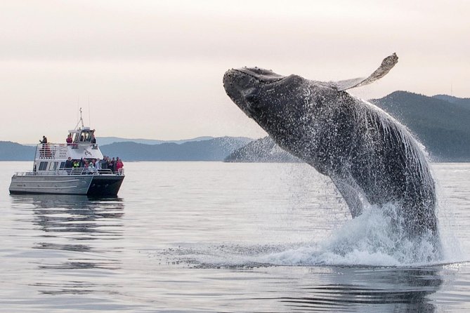 Whale Watching Tour from Anacortes - The value of the $119 price