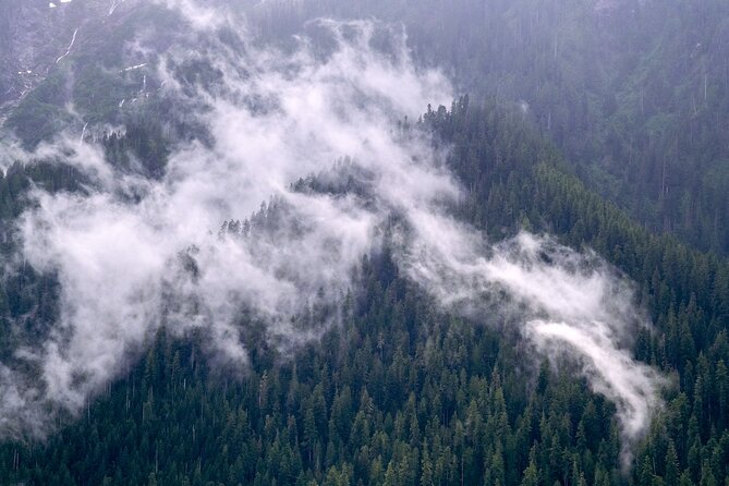 Winter Day Tour to Longmire on Mount Rainier from Seattle - Twin Firs Loop and the scale of the trees